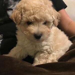 Meet your Posher, Lizeth